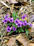 Viola. Violeta. Medicina China